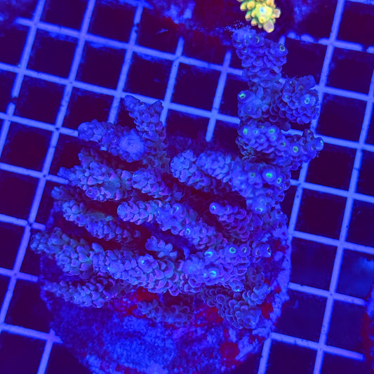 (WYSIWYG) Acro Colony F2