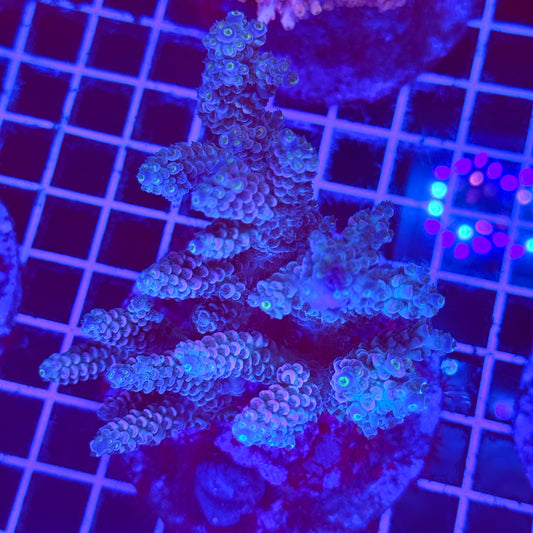 (WYSIWYG) Acro Colony F3