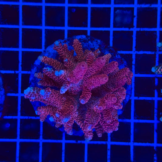 (WYSIWYG) Acro Colony F4