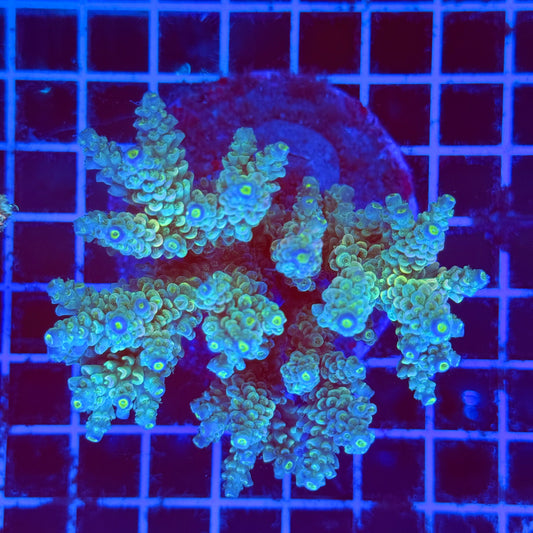(WYSIWYG) Acro Colony F6