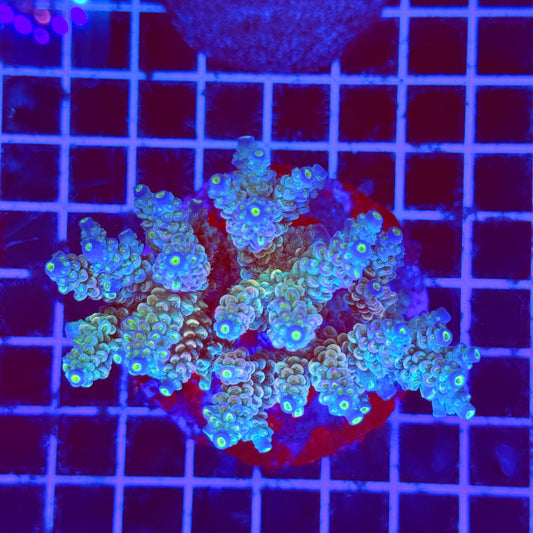 (WYSIWYG) Acro Colony F7