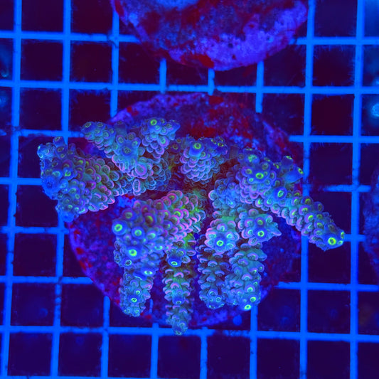 (WYSIWYG) Acro Colony F8
