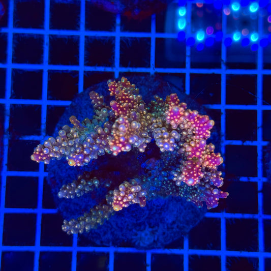 (WYSIWYG) Acro Colony F9