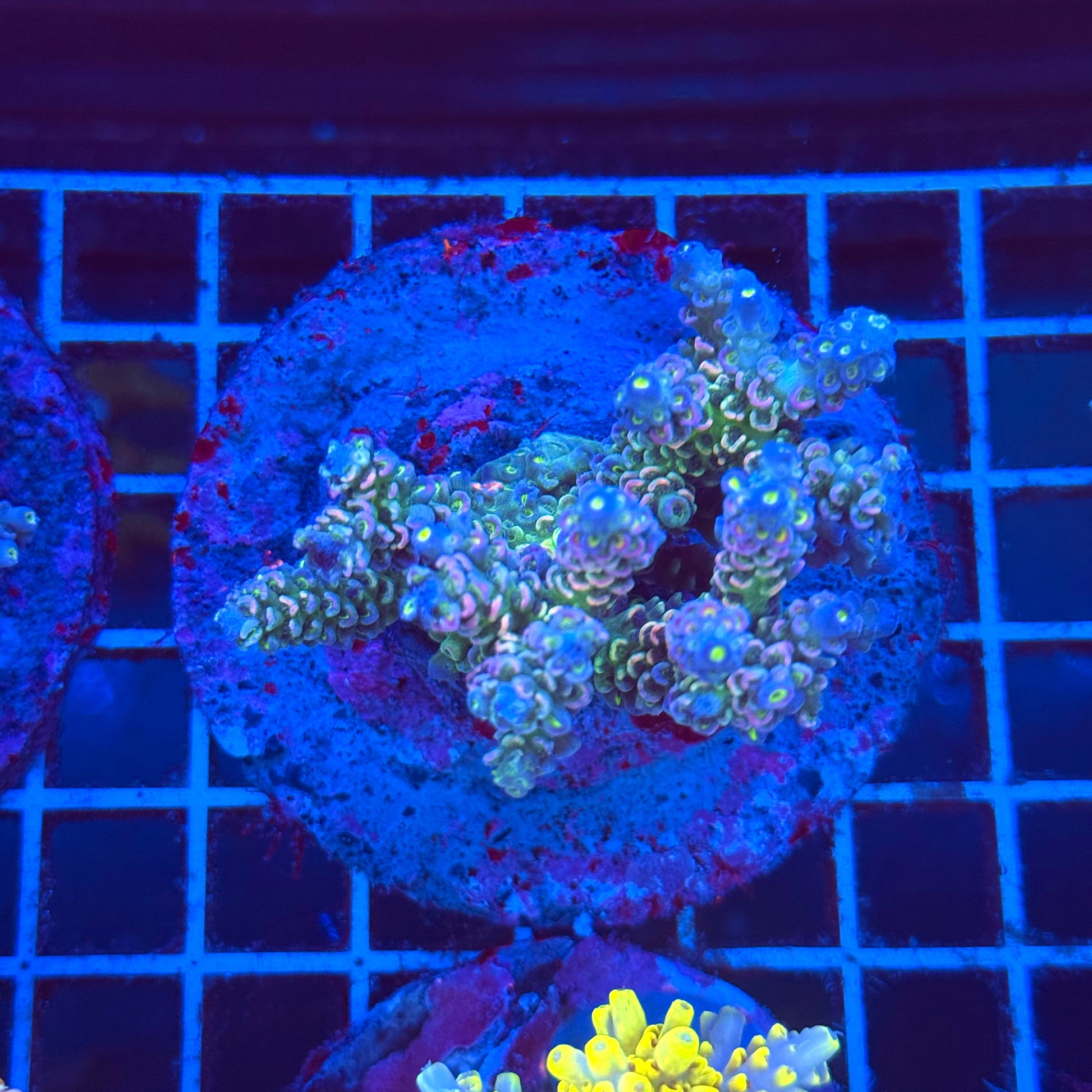 (WYSIWYG) Acropora Colony T2A10