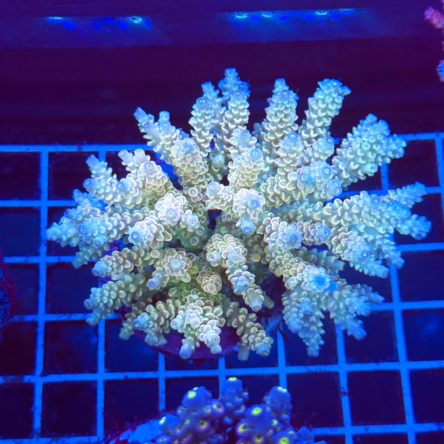 (WYSIWYG) Acropora Colony T2A11