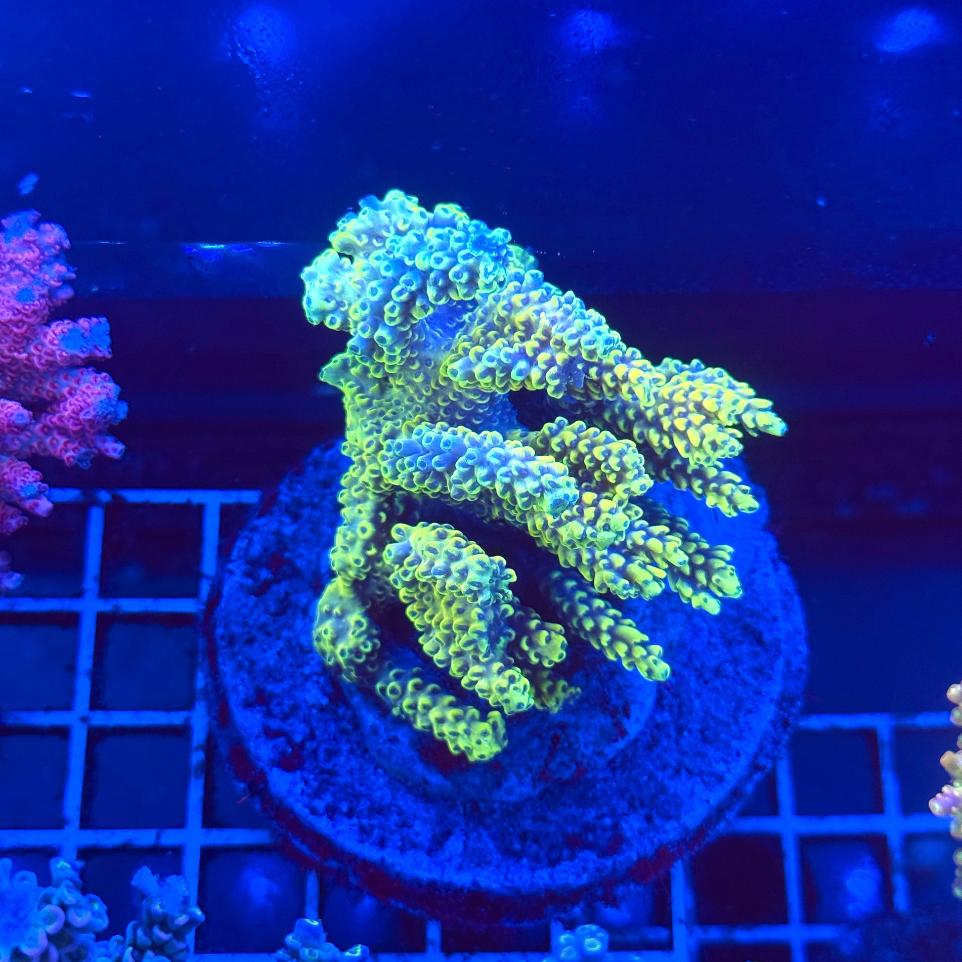 (WYSIWYG) Acropora Colony T2A13