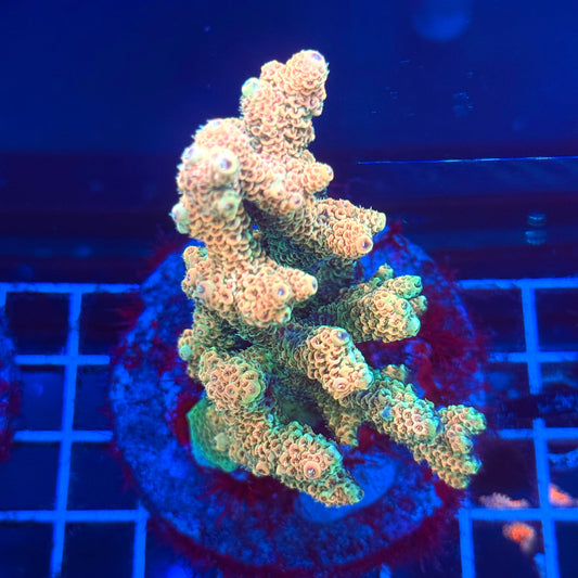 (WYSIWYG) Acropora Colony T2A3