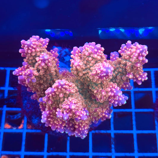 (WYSIWYG) Acropora Colony T2A4