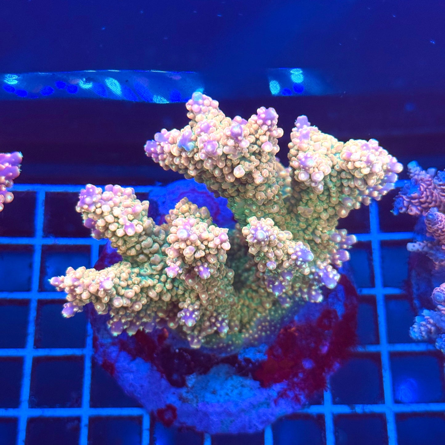 (WYSIWYG) Acropora Colony T2A5