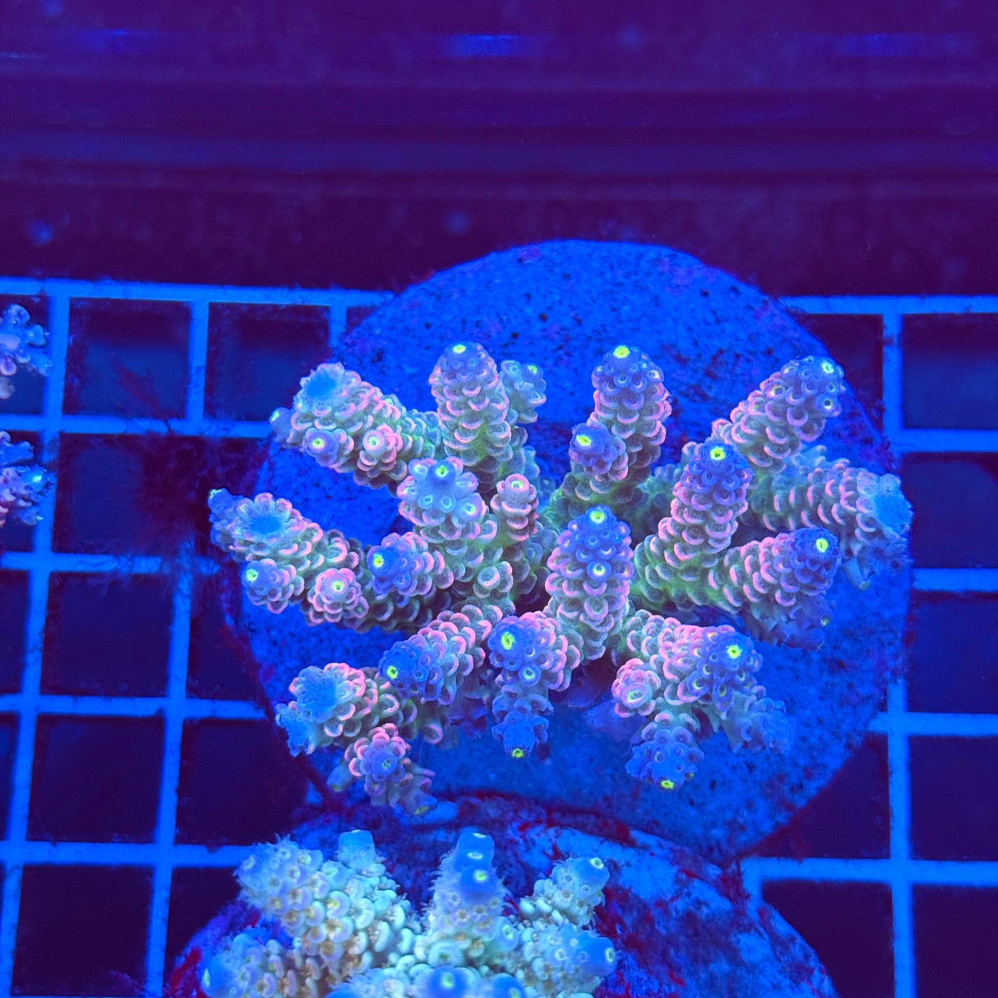(WYSIWYG) Acropora Colony T2A7