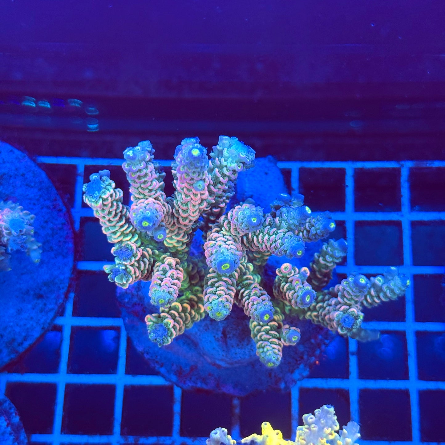 (WYSIWYG) Acropora Colony T2A8