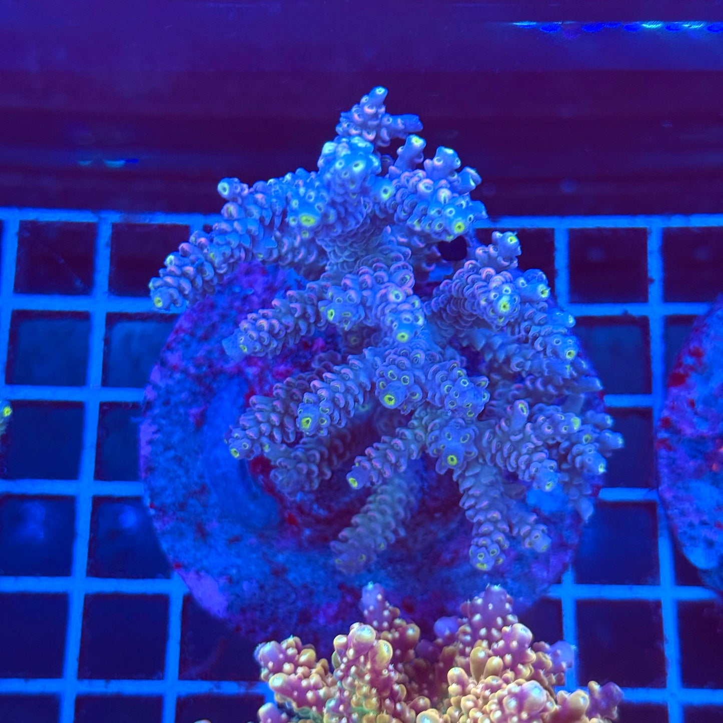 (WYSIWYG) Acropora Colony T2A9