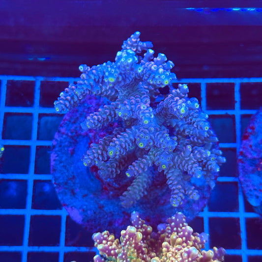 (WYSIWYG) Acropora Colony T2A9