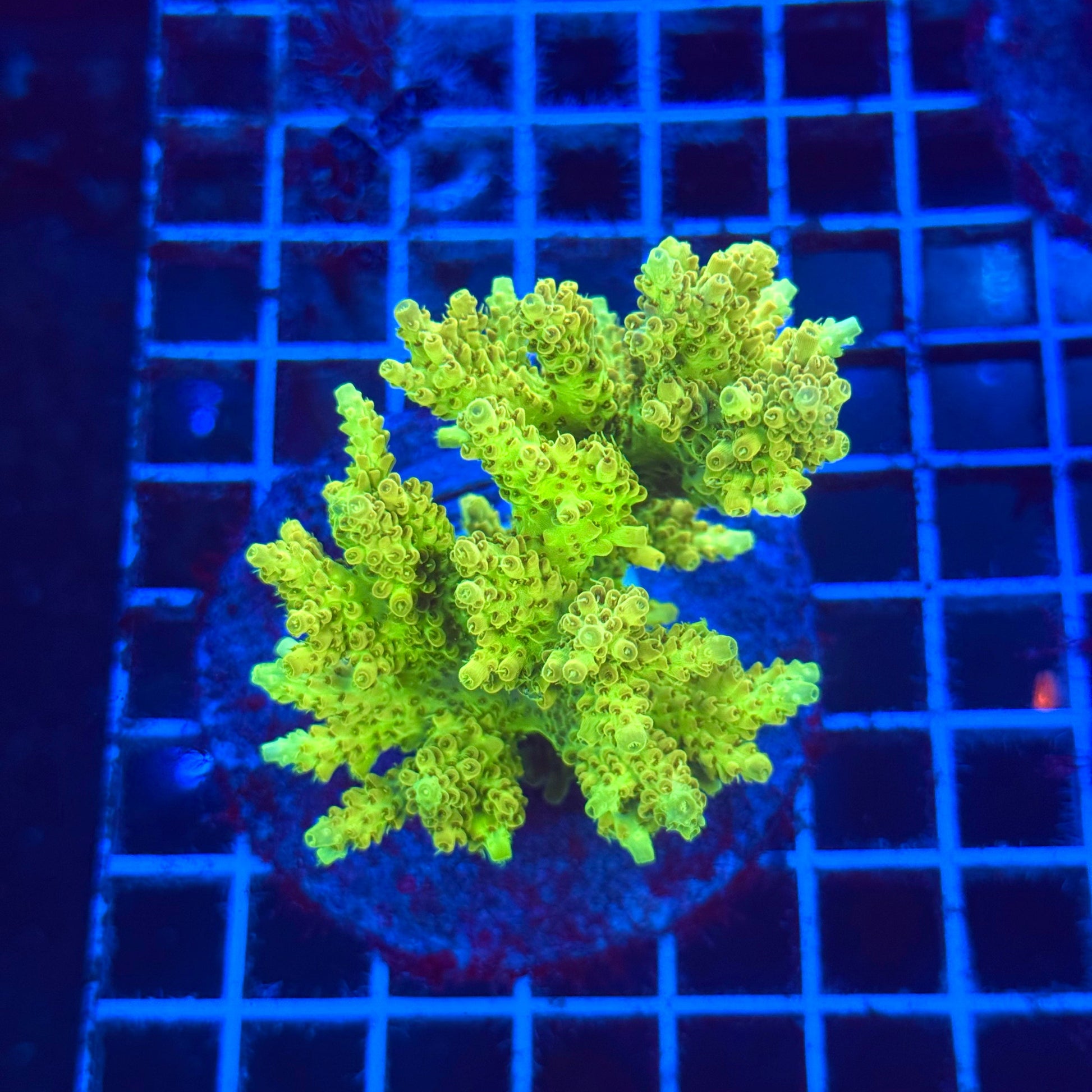 (WYSIWYG) Acropora Colony T2B1