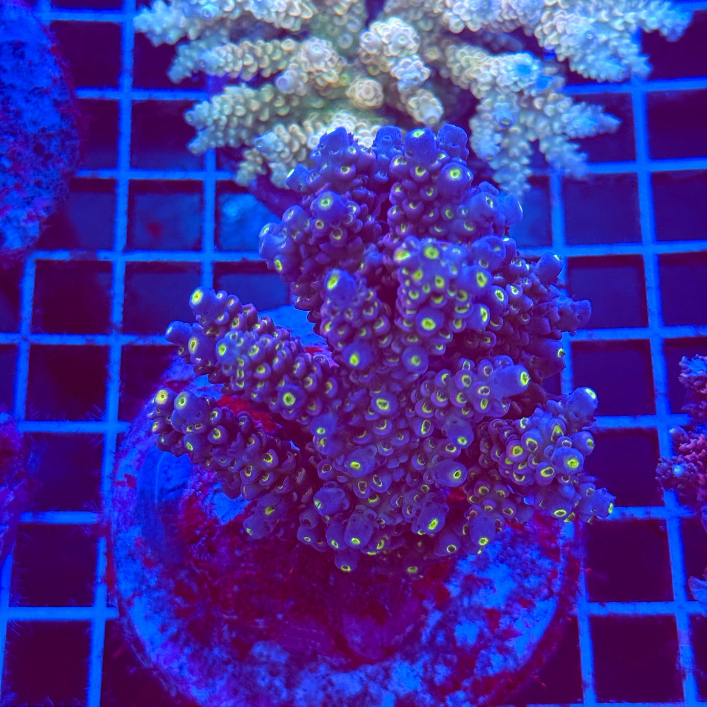 (WYSIWYG) Acro Colony T2B11