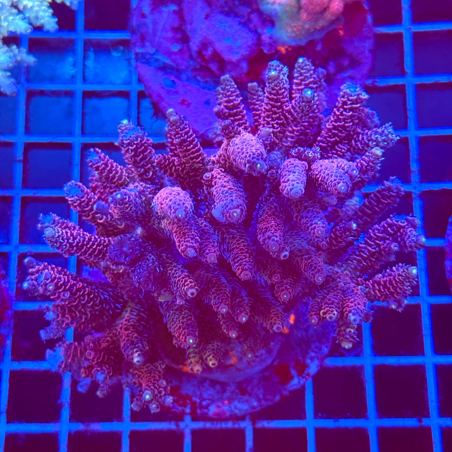 (WYSIWYG) Acro Colony T2B12