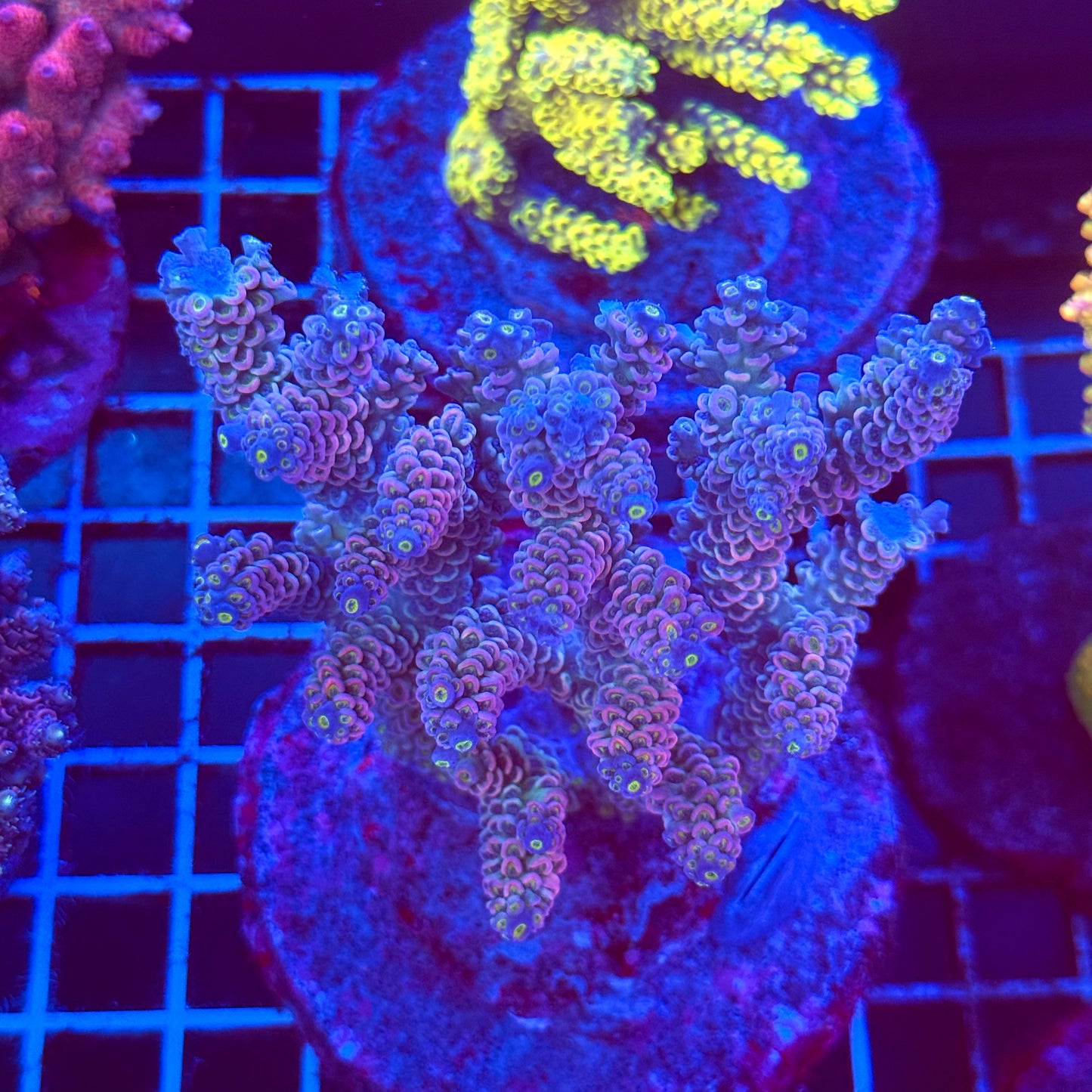 (WYSIWYG) Acro Colony T2B13