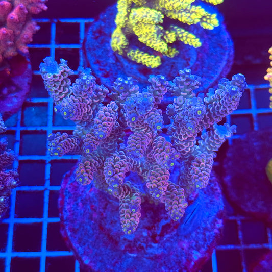 (WYSIWYG) Acro Colony T2B13