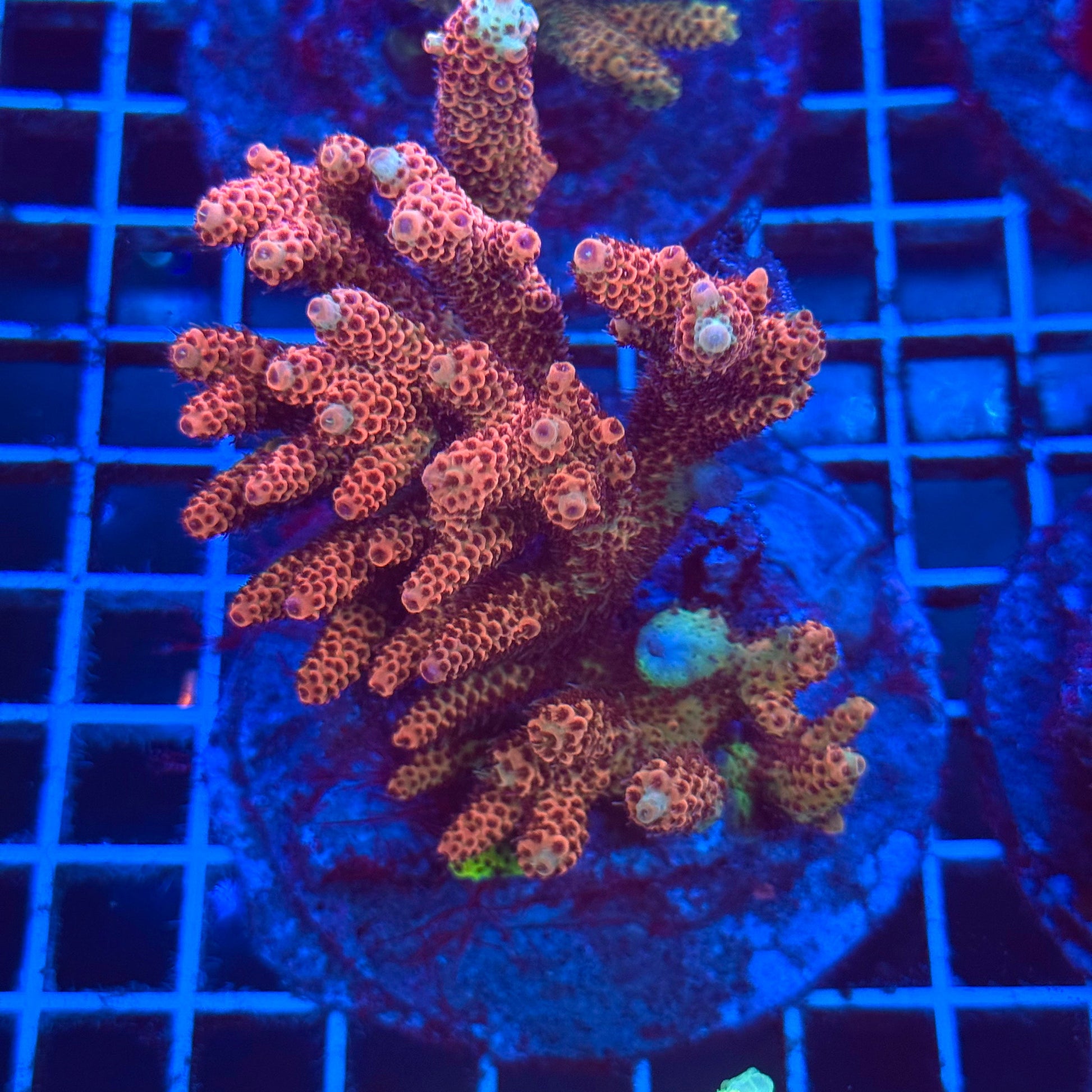 (WYSIWYG) Acropora Colony T2B2