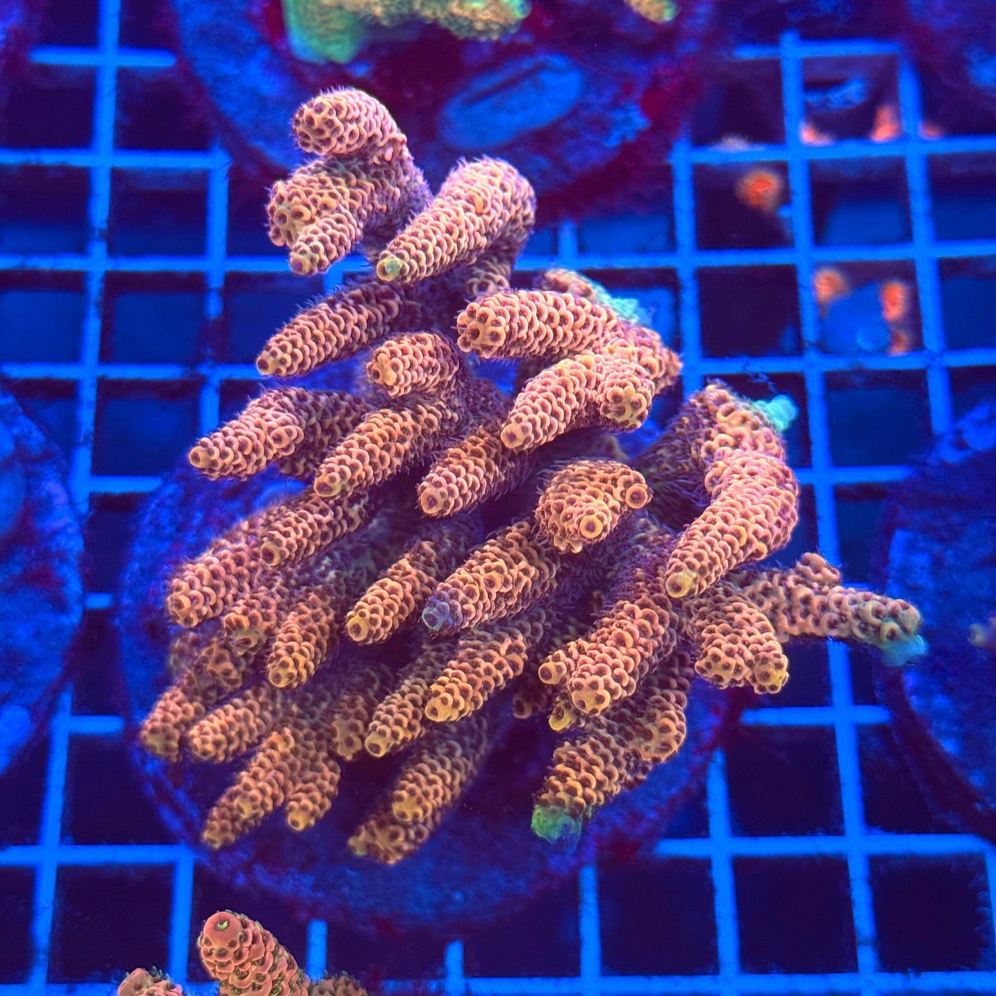 (WYSIWYG) Acropora Colony T2B3