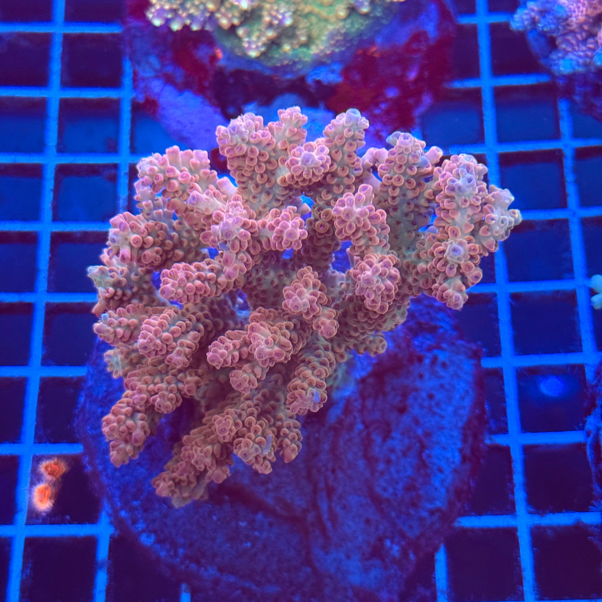 (WYSIWYG) Acropora Colony T2B5