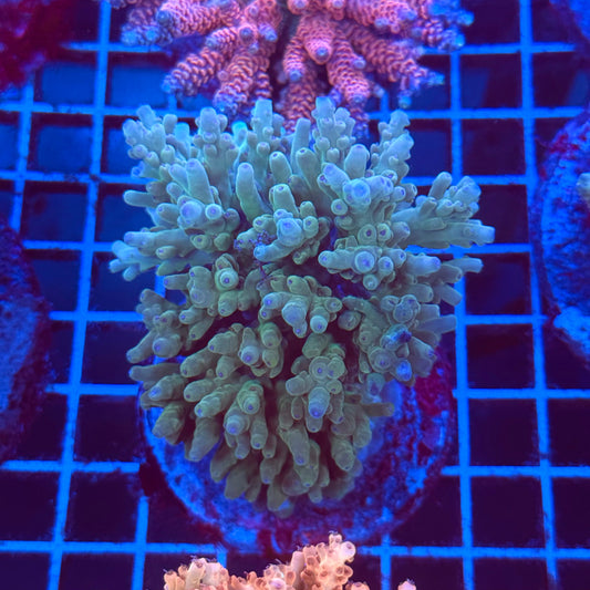 (WYSIWYG) Acropora Colony T2B6