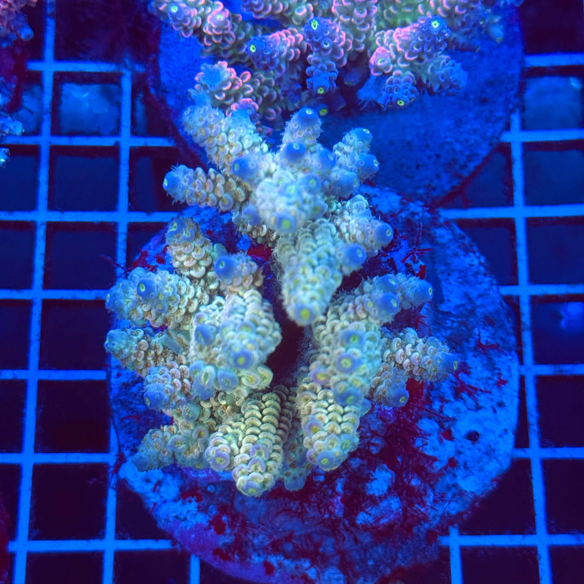 (WYSIWYG) Acropora Colony T2B7