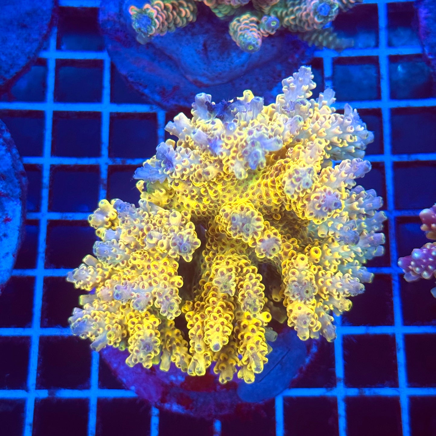 (WYSIWYG) Acropora Colony T2B8