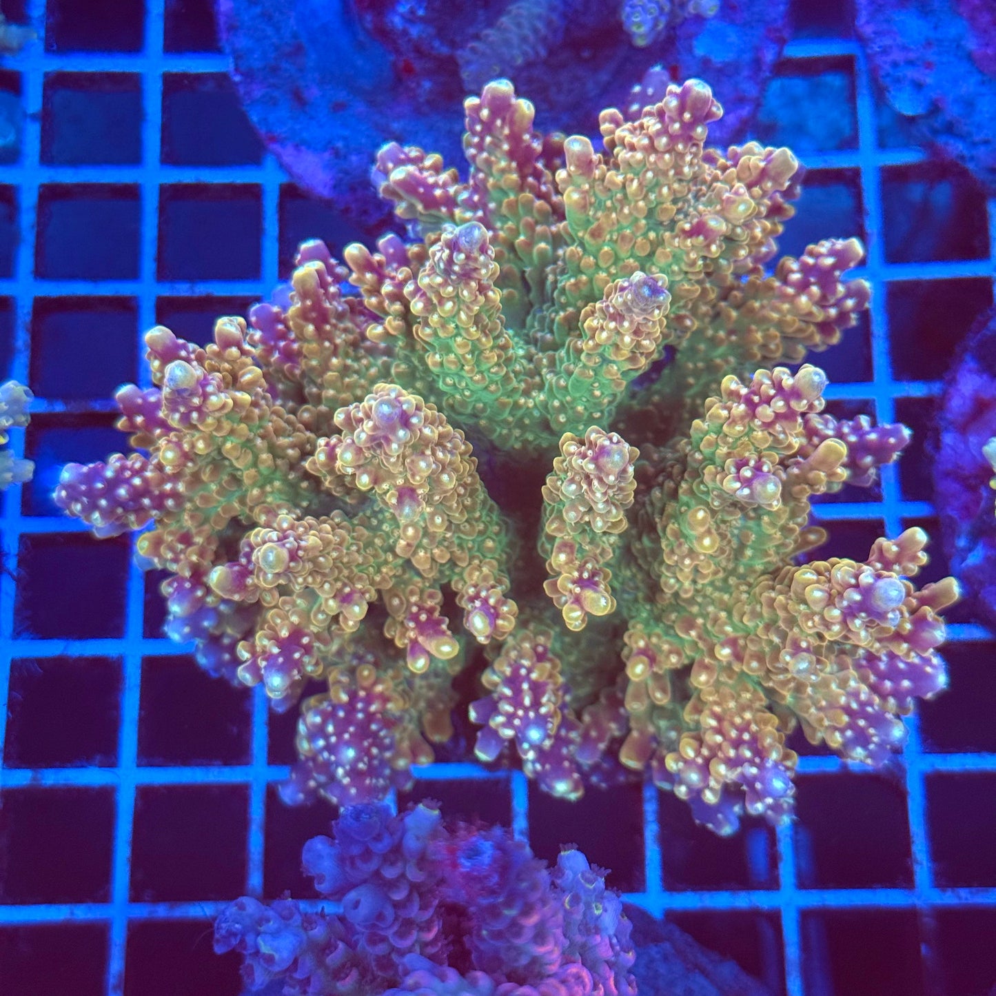 (WYSIWYG) Acro Colony T2B9