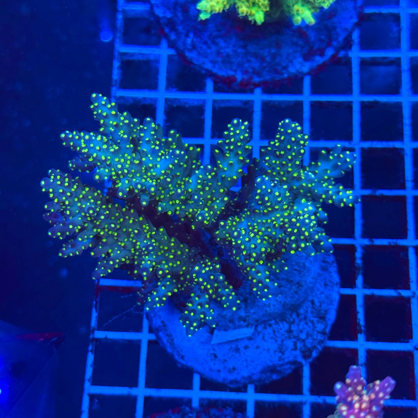 (WYSIWYG) Acro Colony T2C1