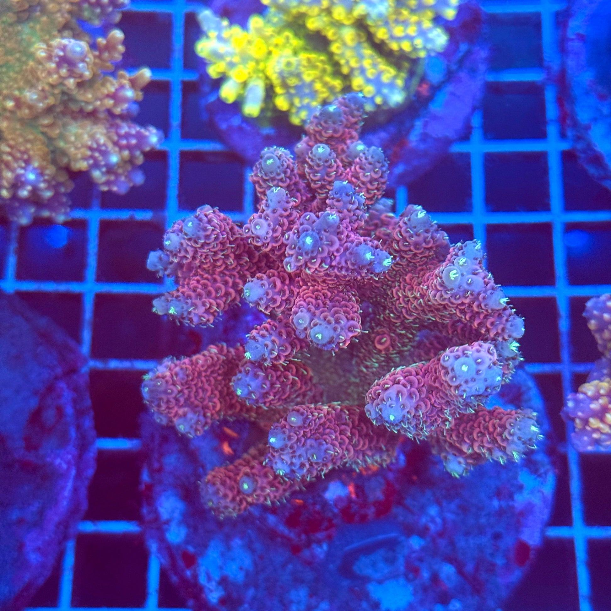 (WYSIWYG) Acro Colony T2C10