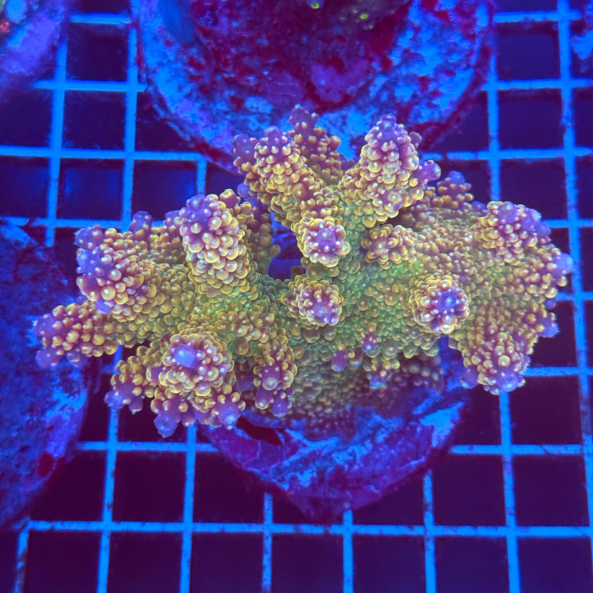 (WYSIWYG) Acro Colony T2C11