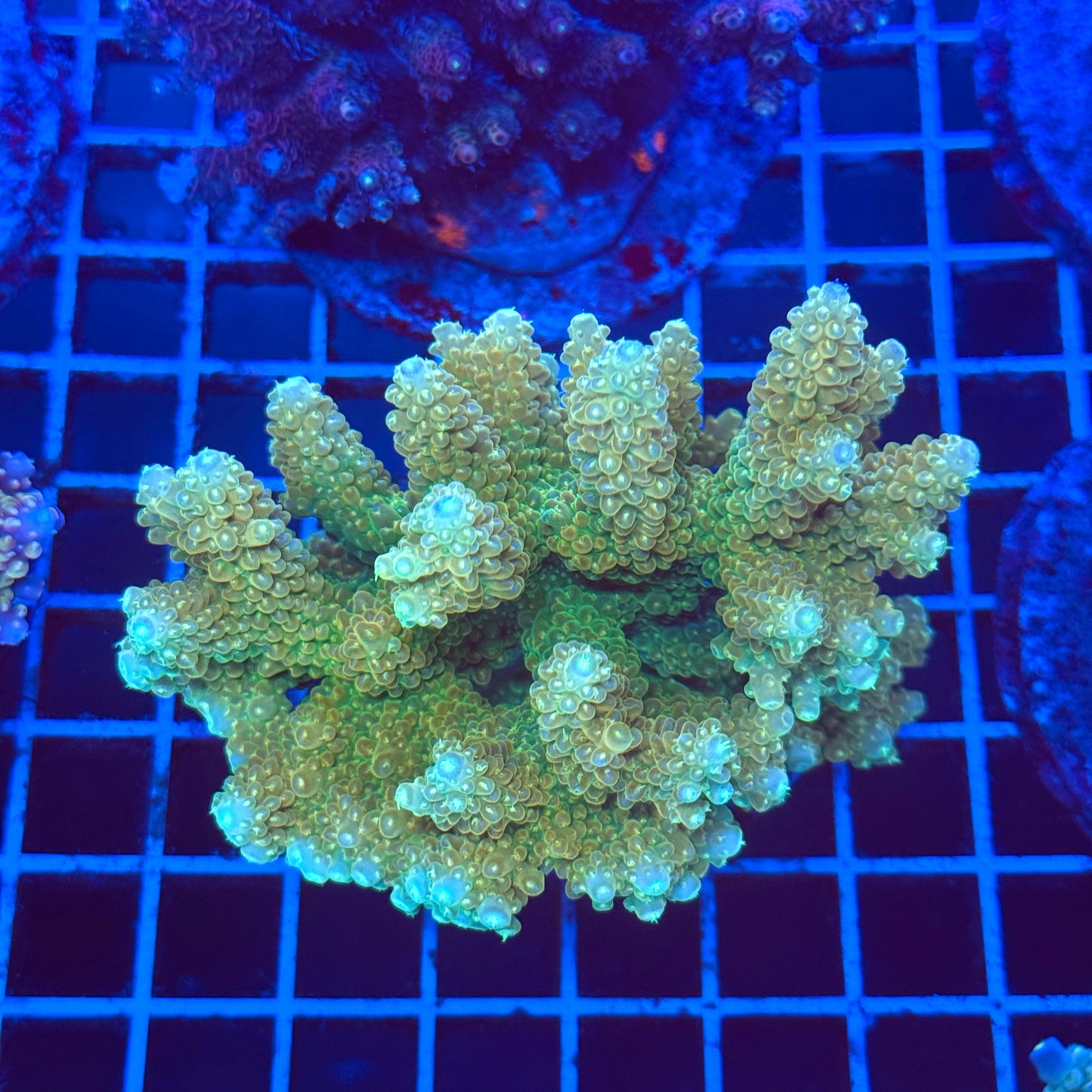 (WYSIWYG) Acro Colony T2C12