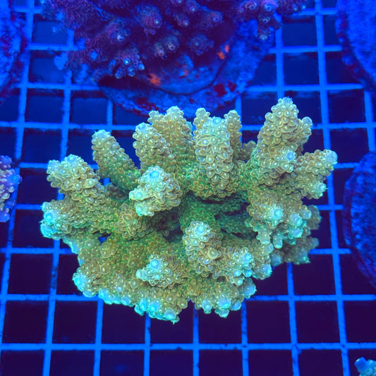 (WYSIWYG) Acro Colony T2C12