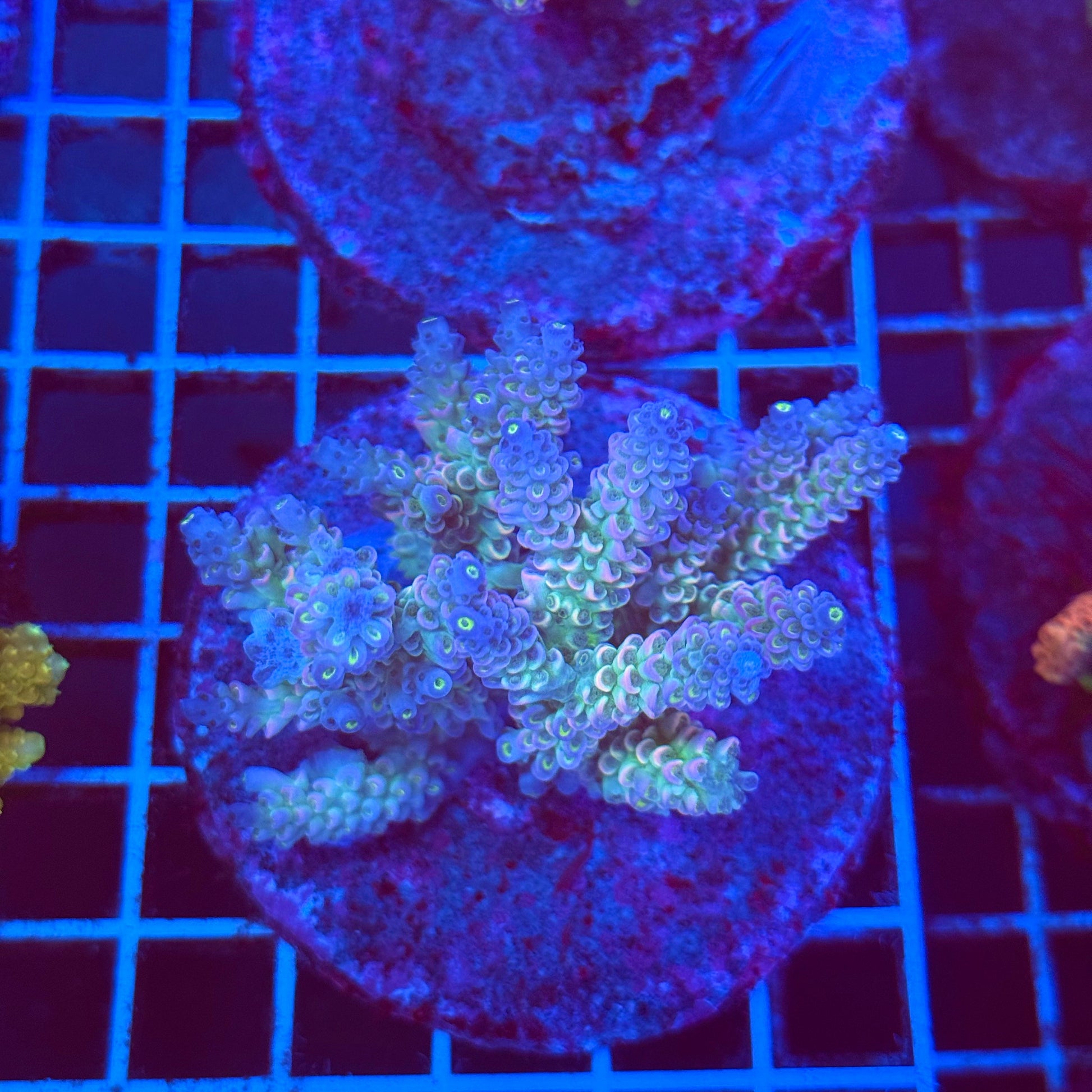 (WYSIWYG) Acro Colony T2C13
