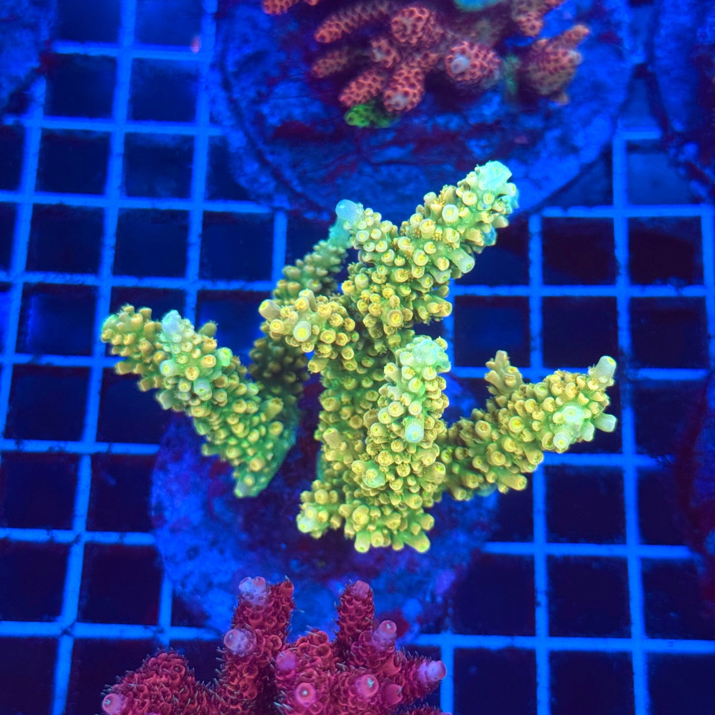 (WYSIWYG) Acro Colony T2C2