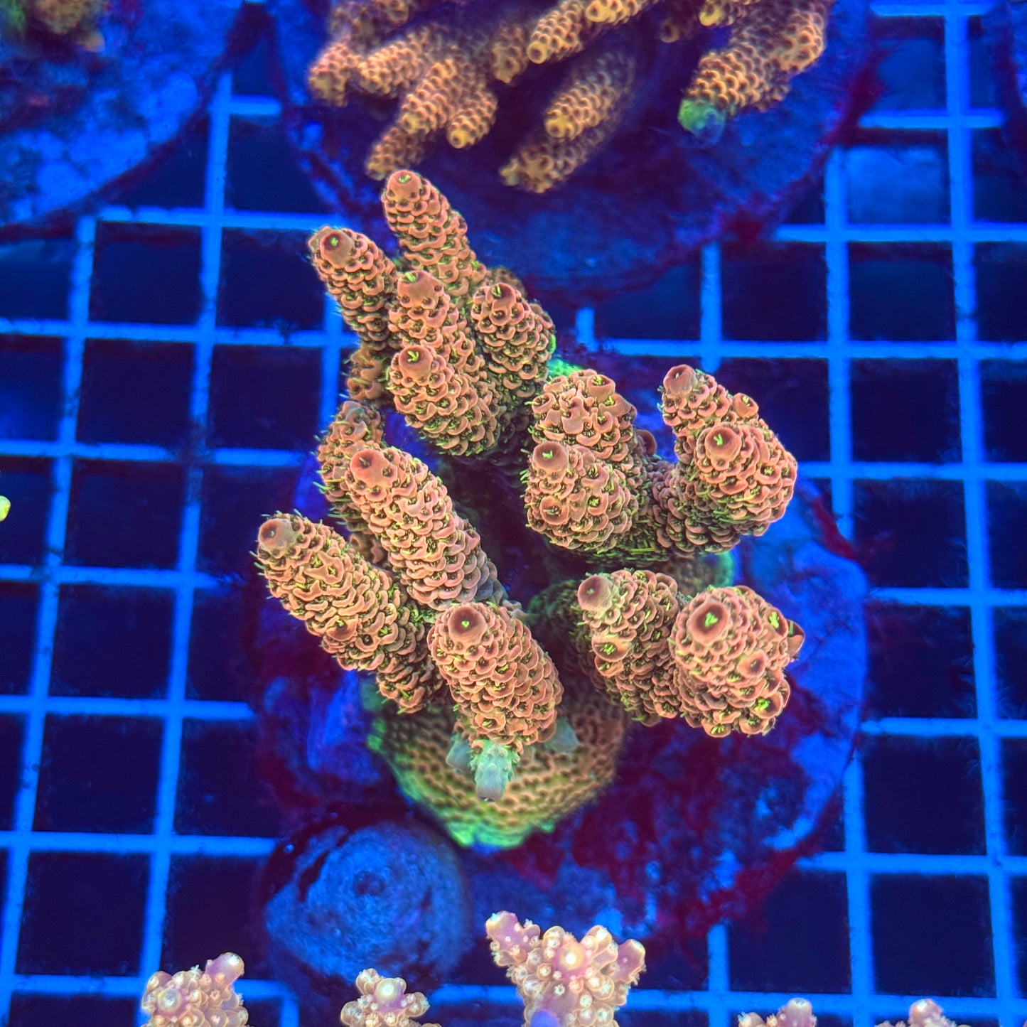 (WYSIWYG) Acro Colony T2C3