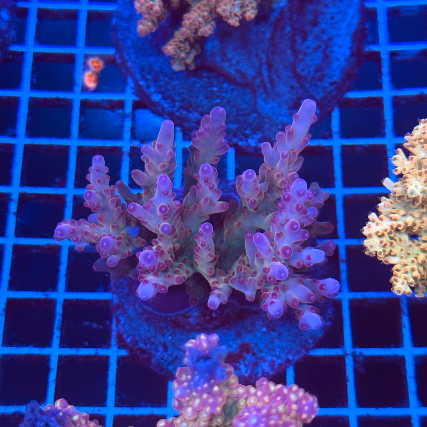(WYSIWYG) Acro Colony T2C5