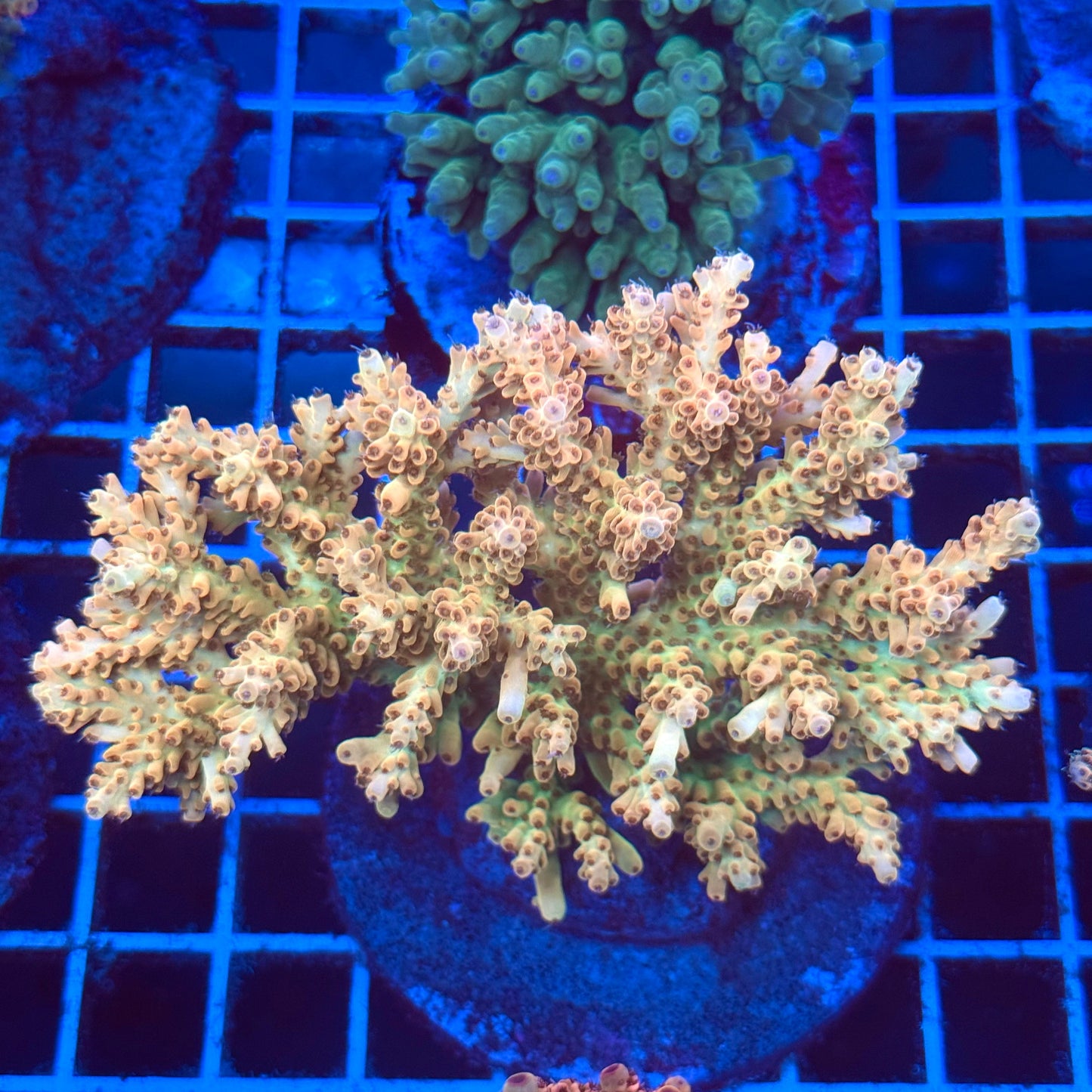 (WYSIWYG) Acro Colony T2C6