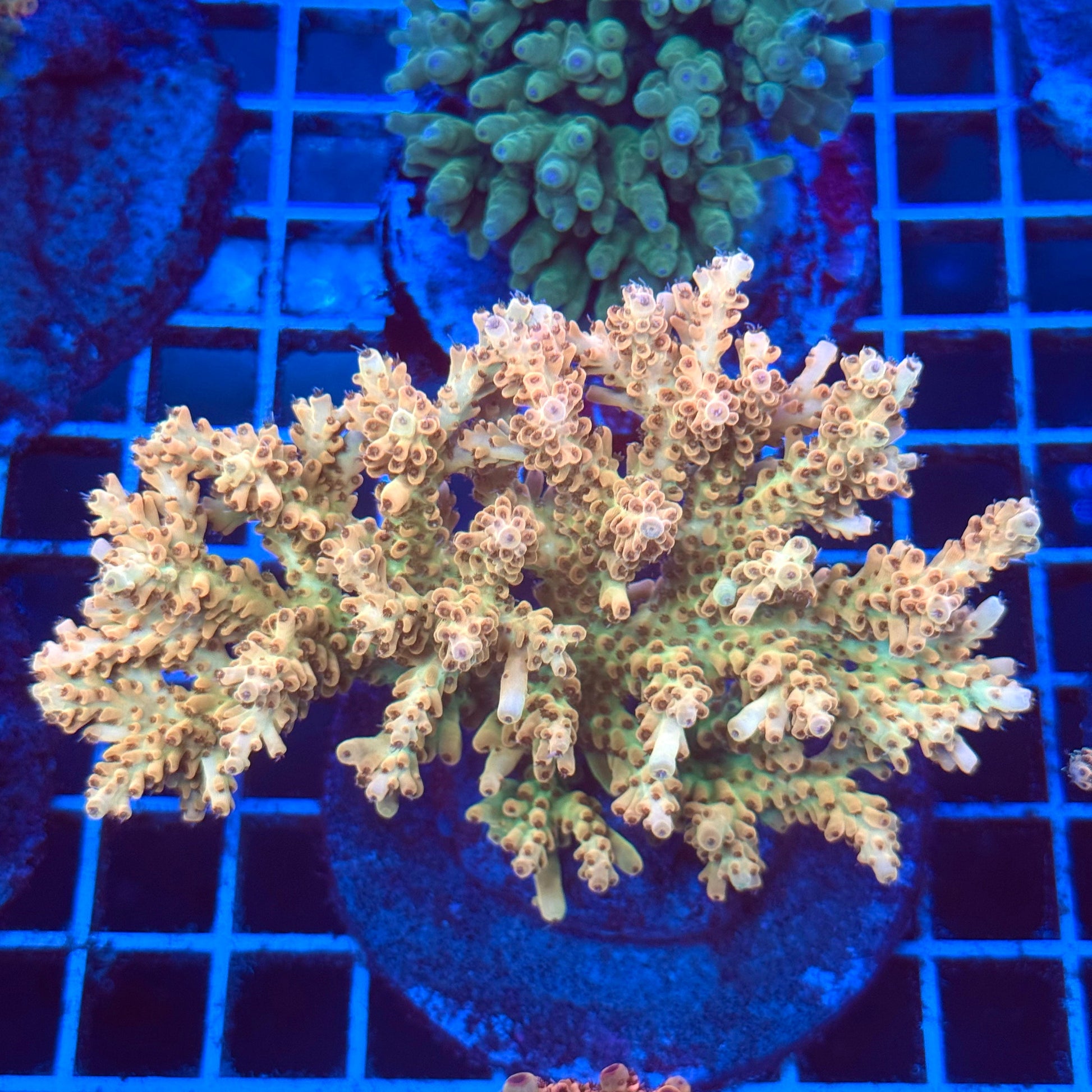 (WYSIWYG) Acro Colony T2C6