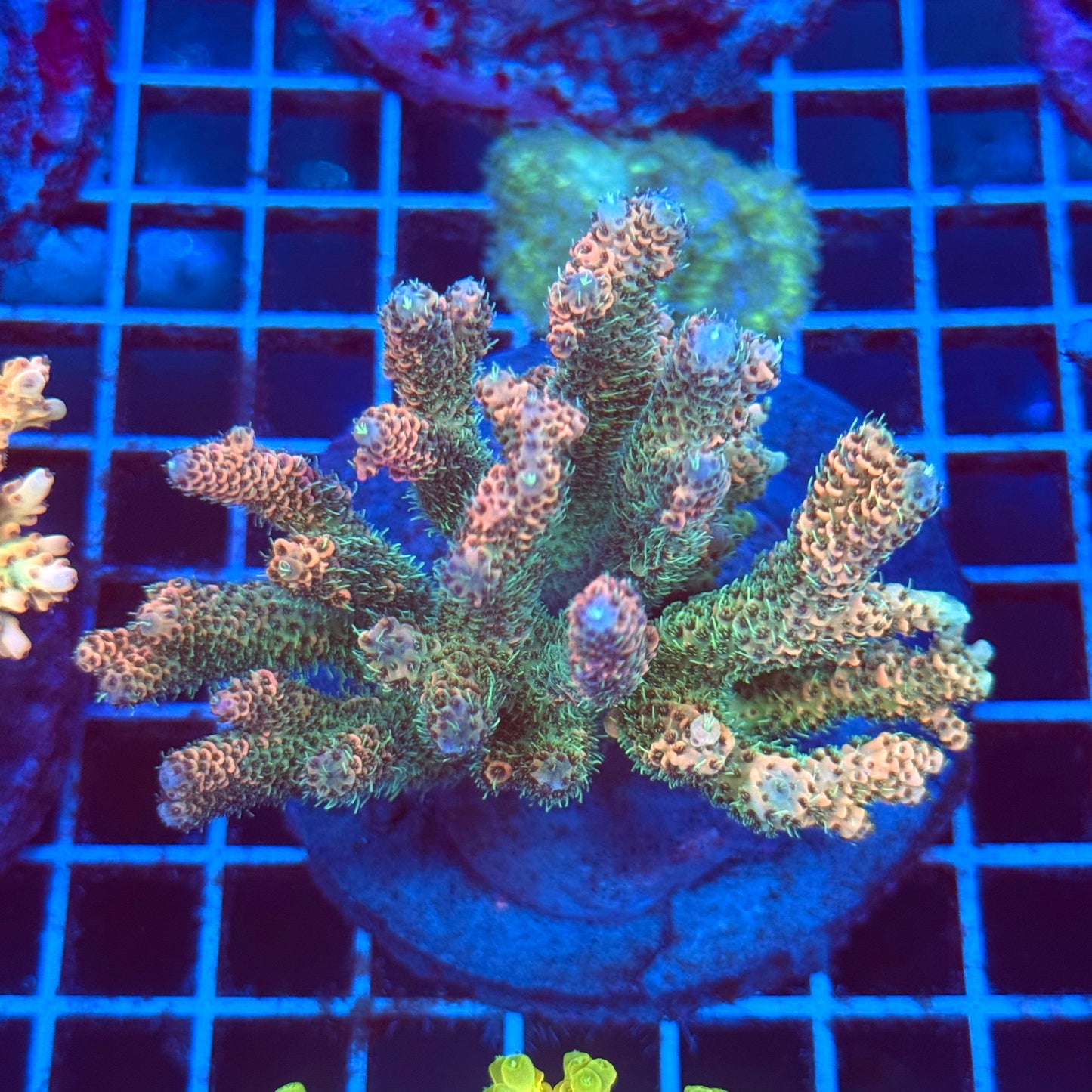 (WYSIWYG) Acro Colony T2C7