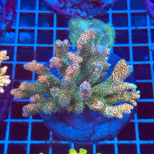 (WYSIWYG) Acro Colony T2C7