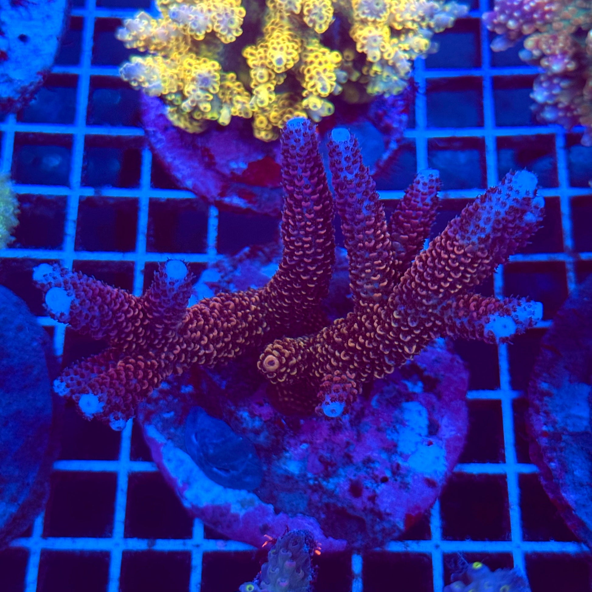 (WYSIWYG) Acro Colony T2C8