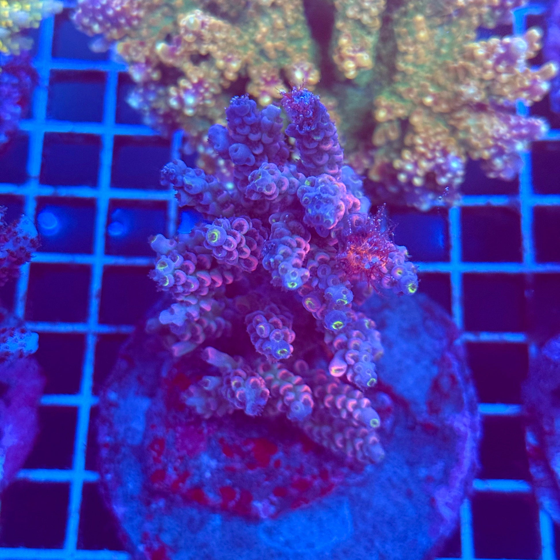 (WYSIWYG) Acro Colony T2C9