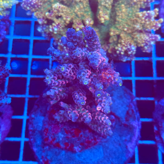 (WYSIWYG) Acro Colony T2C9