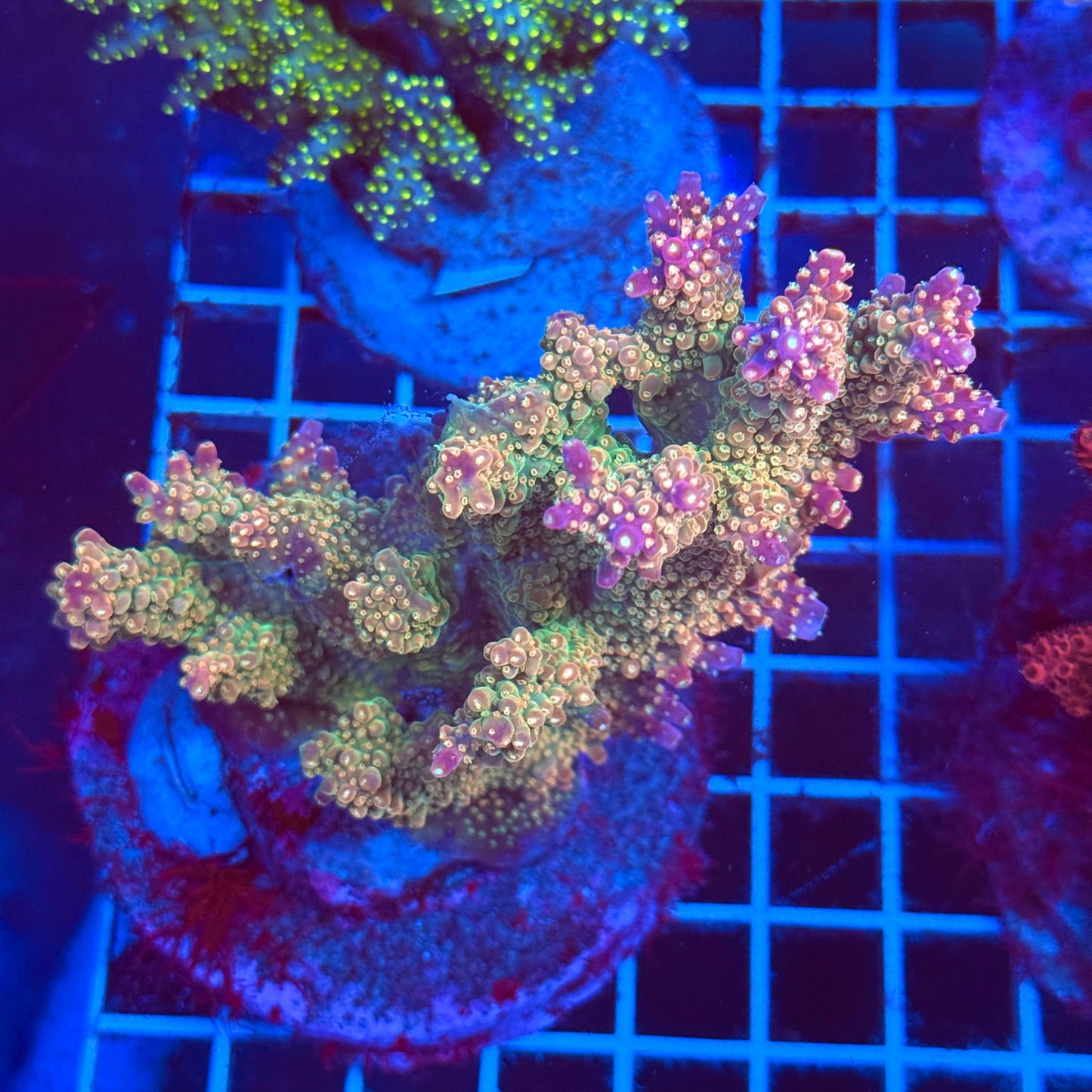 (WYSIWYG) Acro Colony T2D1