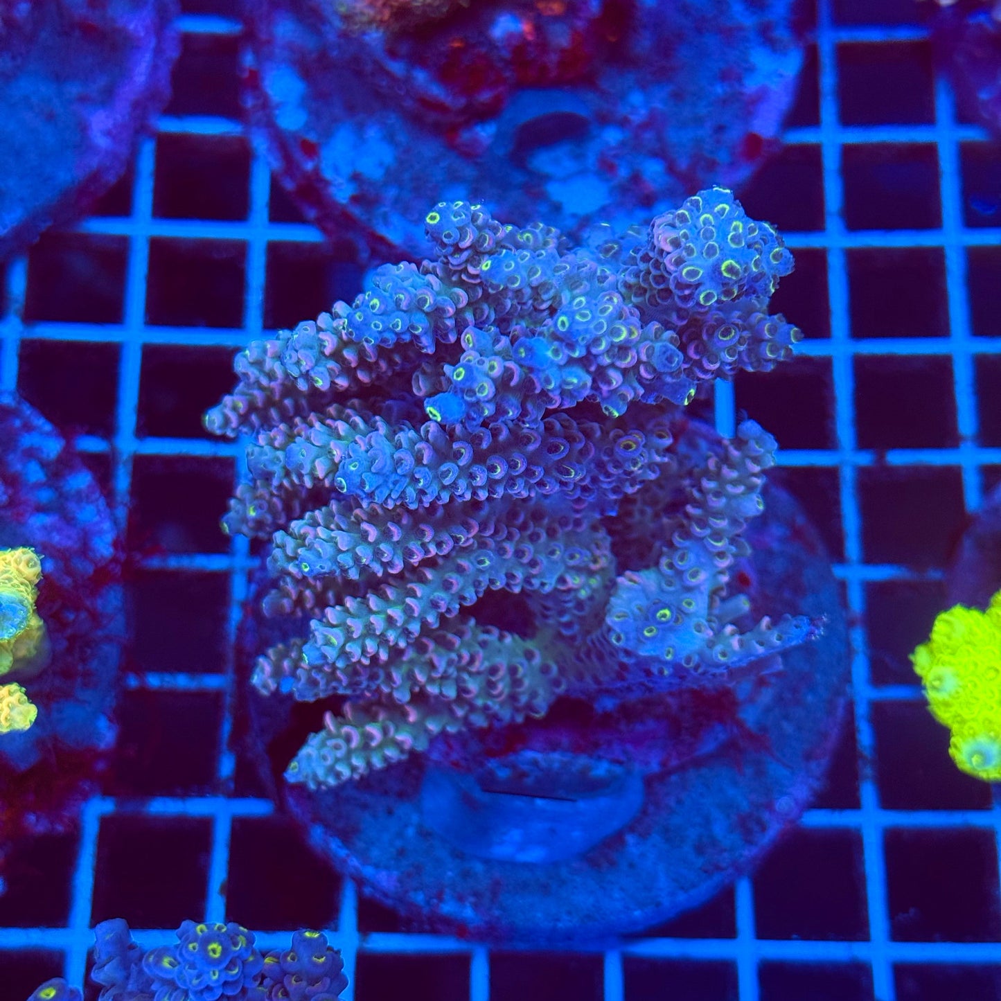 (WYSIWYG) Acro Colony T2D10