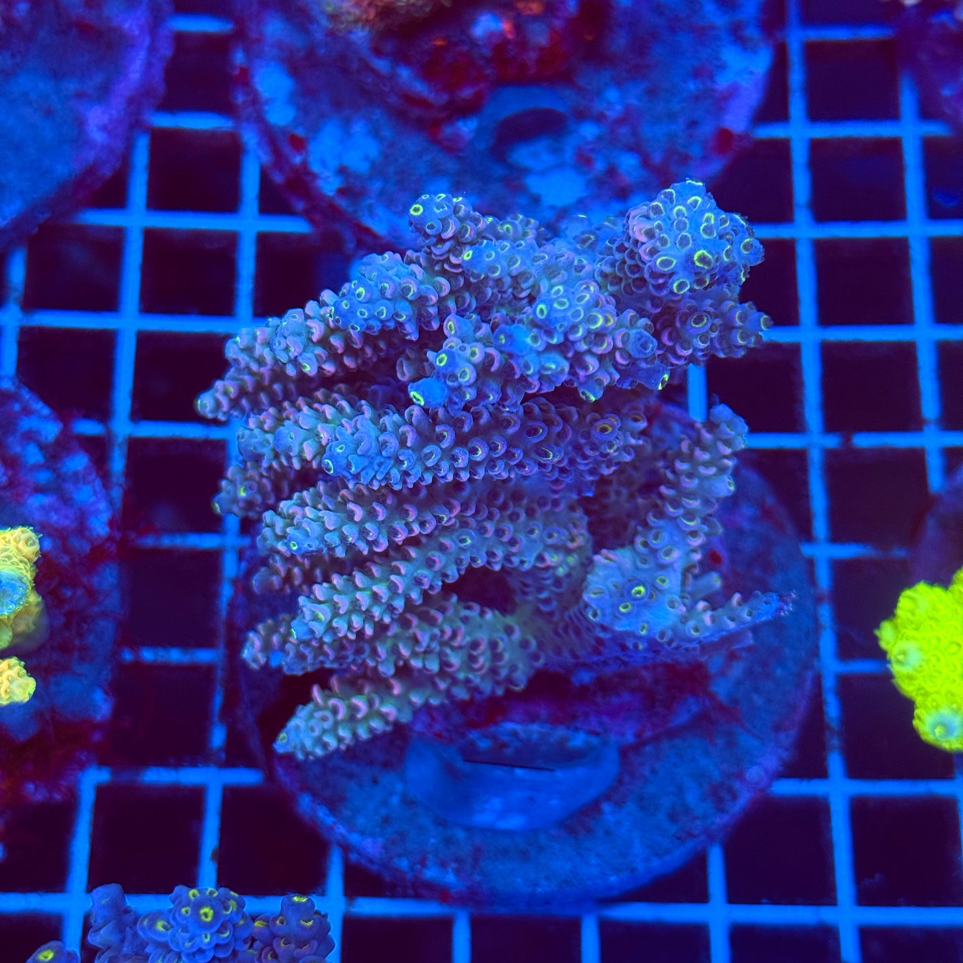 (WYSIWYG) Acro Colony T2D10