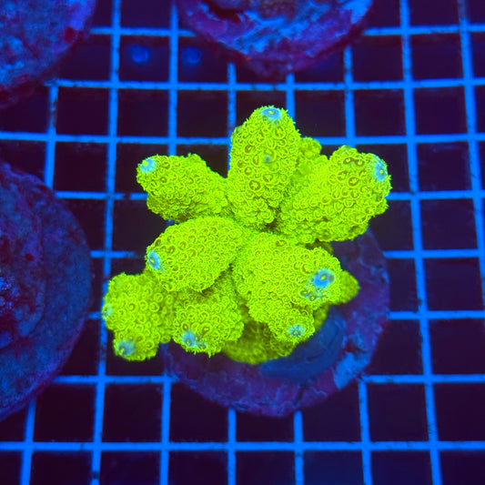 (WYSIWYG) Acro Colony T2D11