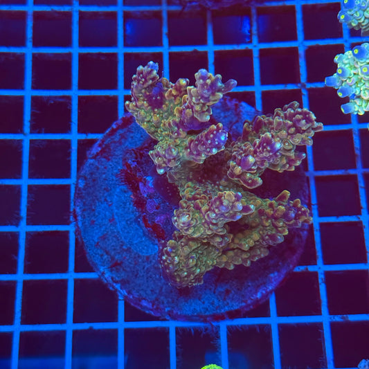 (WYSIWYG) Acro Colony T2D12